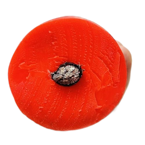 �����������ǲ���Z6���й�������ҳ����